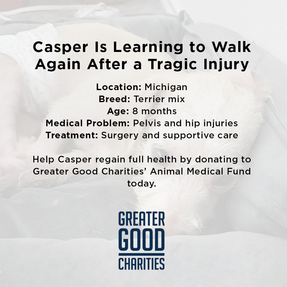 Casper Was Struck by a Car and Now He Is Fighting to Ever Walk Again