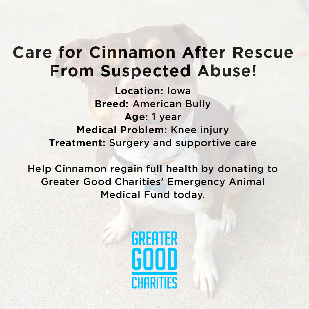 Care for Cinnamon After Rescue From Suspected Abuse