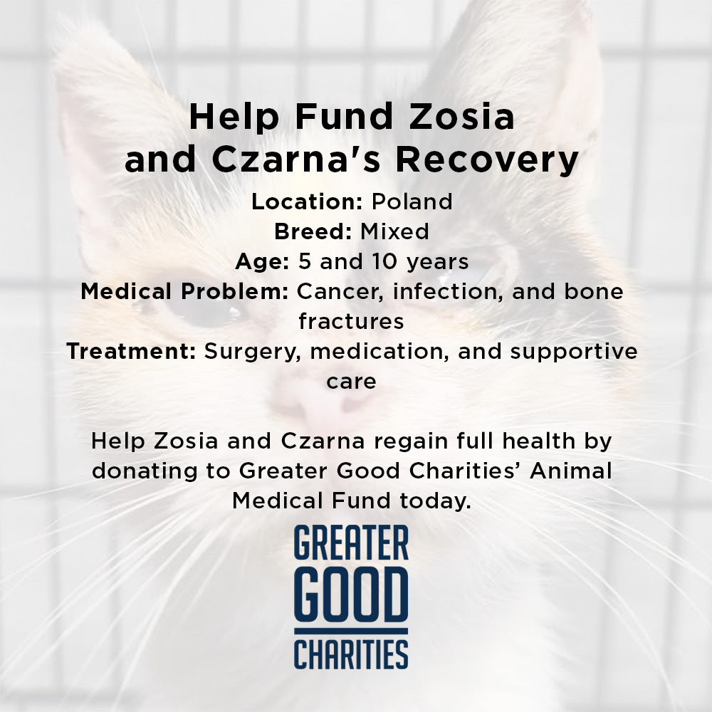 Help Stray Cats Zosia and Czarna Recover from Life-Threatening Medical Emergencies