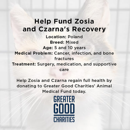 Help Stray Cats Zosia and Czarna Recover from Life-Threatening Medical Emergencies