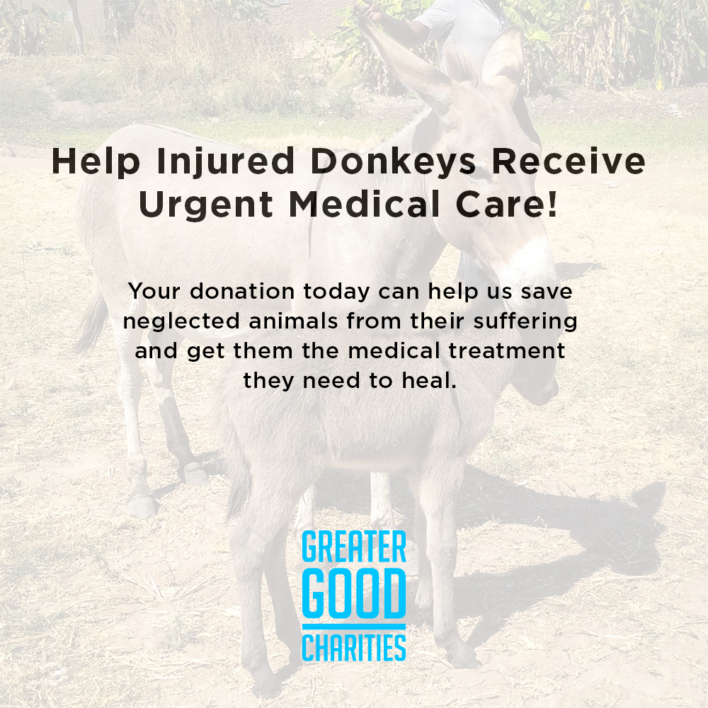 Help Injured Donkeys Receive Urgent Medical Care