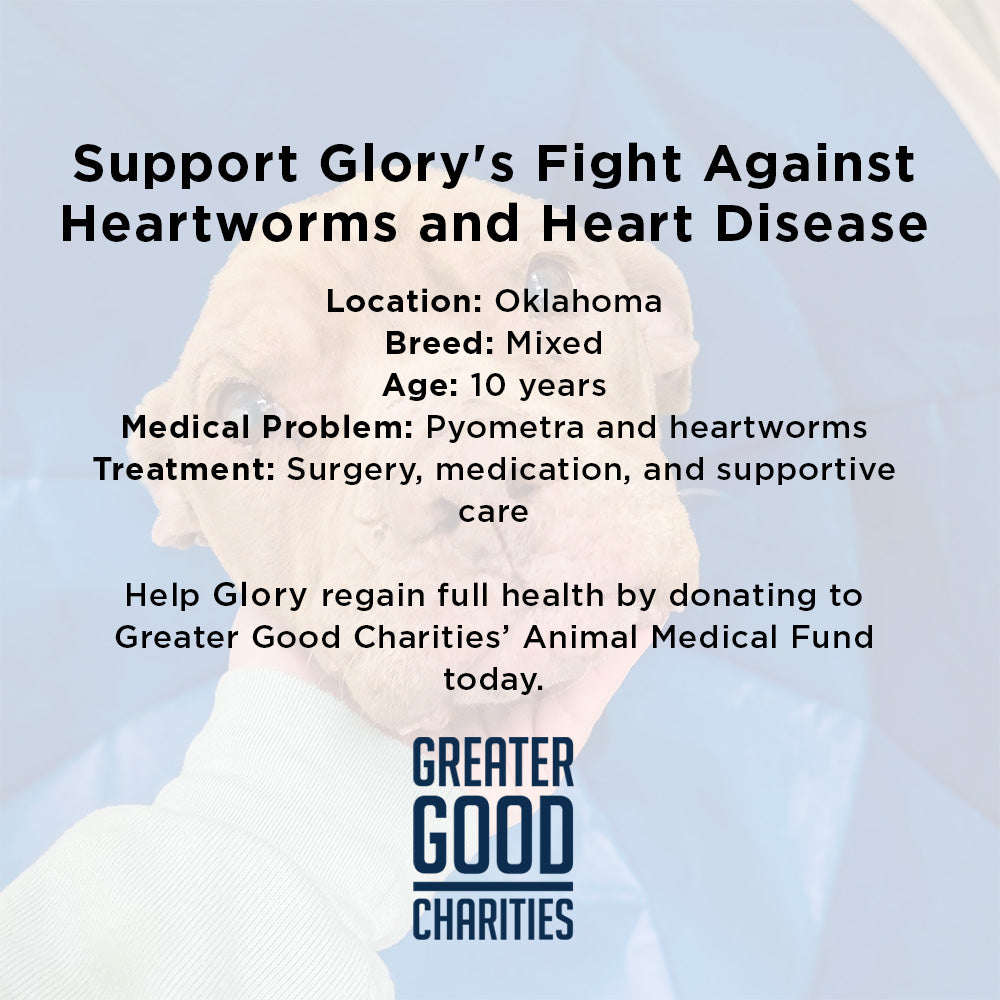 Save Glory Before Her Heart Gives Out to Heartworms and Heart Disease