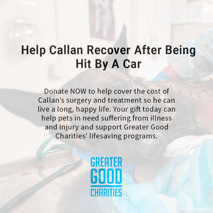 Funded: Help Callan Recover After Being Hit By A Car