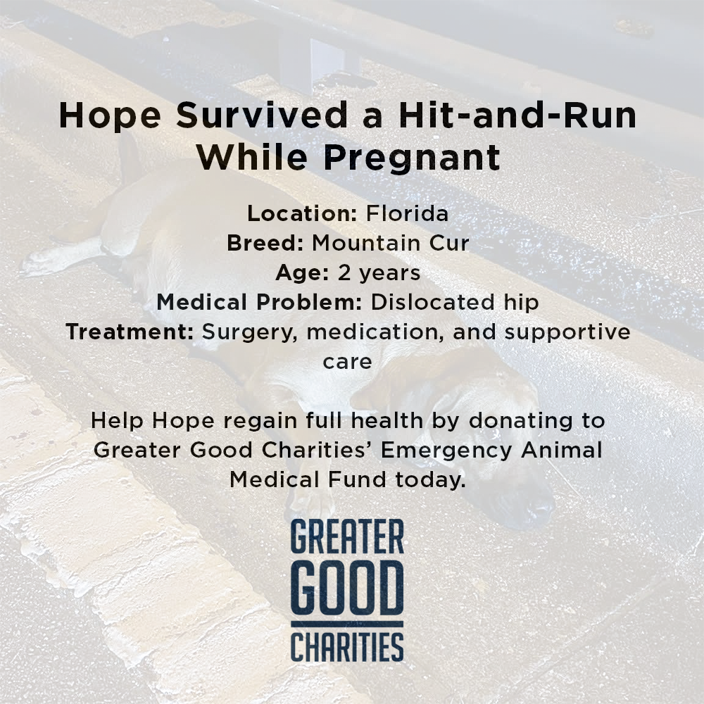 Pregnant Hope Was Struck by Car, Help Her Heal