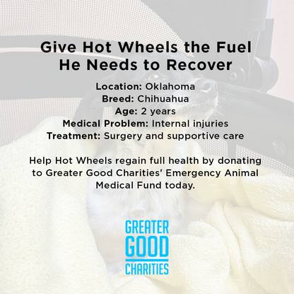 Funded: Dog Found Near Death After Being Hit by Car Needs Your Support to Heal