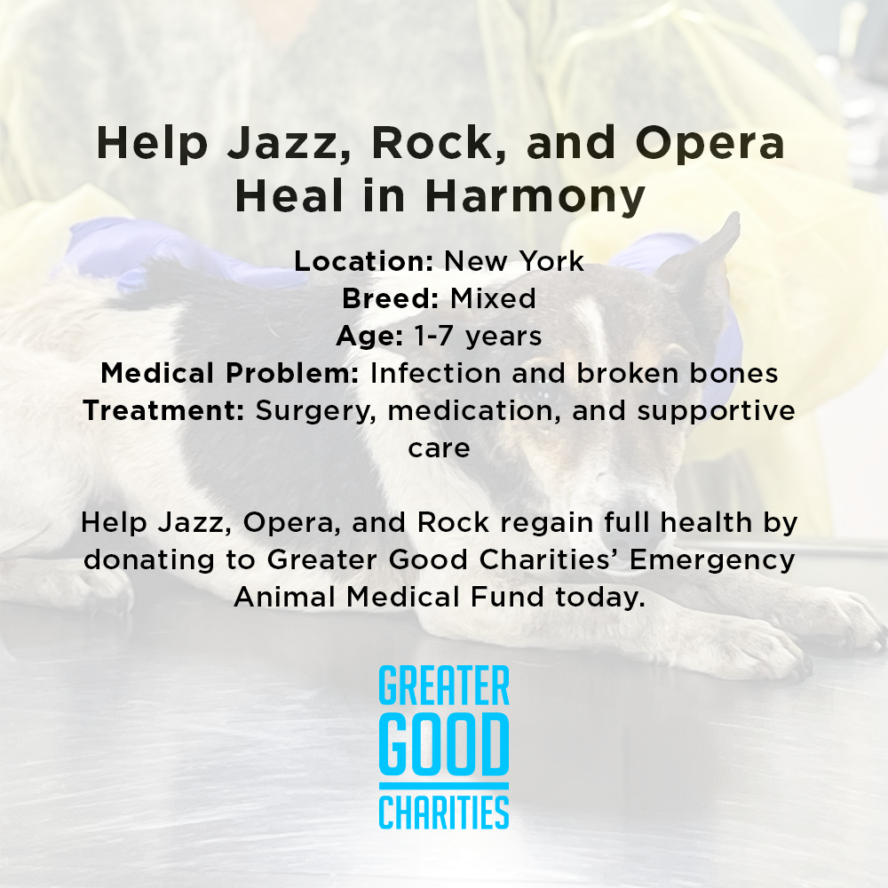 Help Neglected Dogs Jazz, Rock, and Opera Heal in Harmony