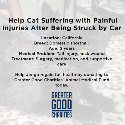 Funded: Help Cat Suffering with Painful Injuries After Being Struck by Car