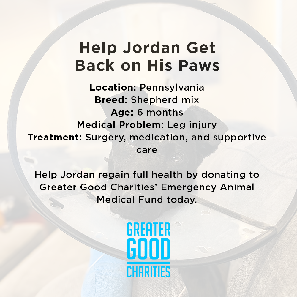 Funded: Service Dog in Training Severely Injures Leg and Needs Extensive Care to Heal