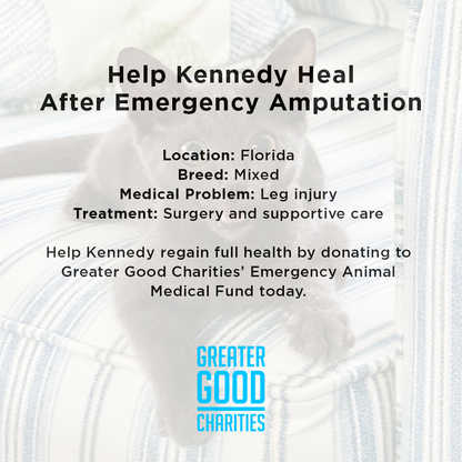 Help Kennedy Survive After Being Attacked by Animal