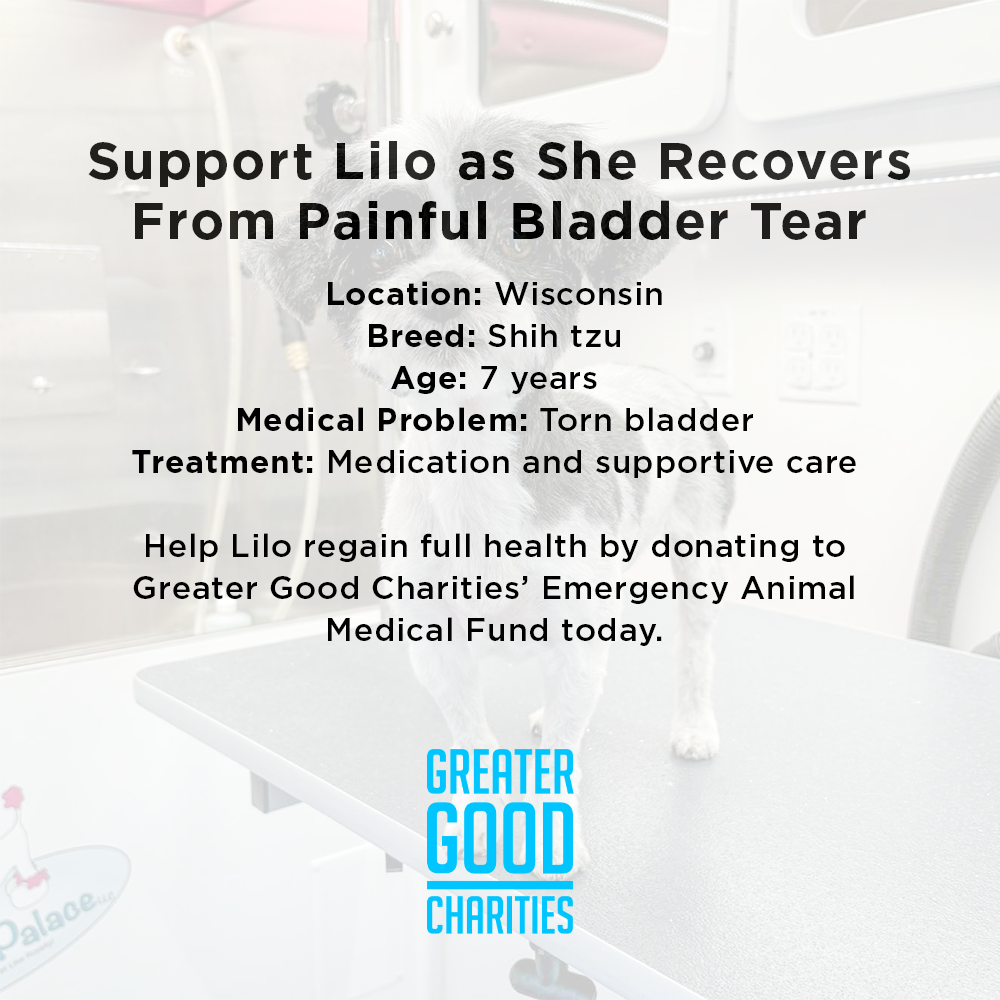 Funded: Lilo is Suffering with Painful Bladder Tear and Needs Life-Saving Procedure