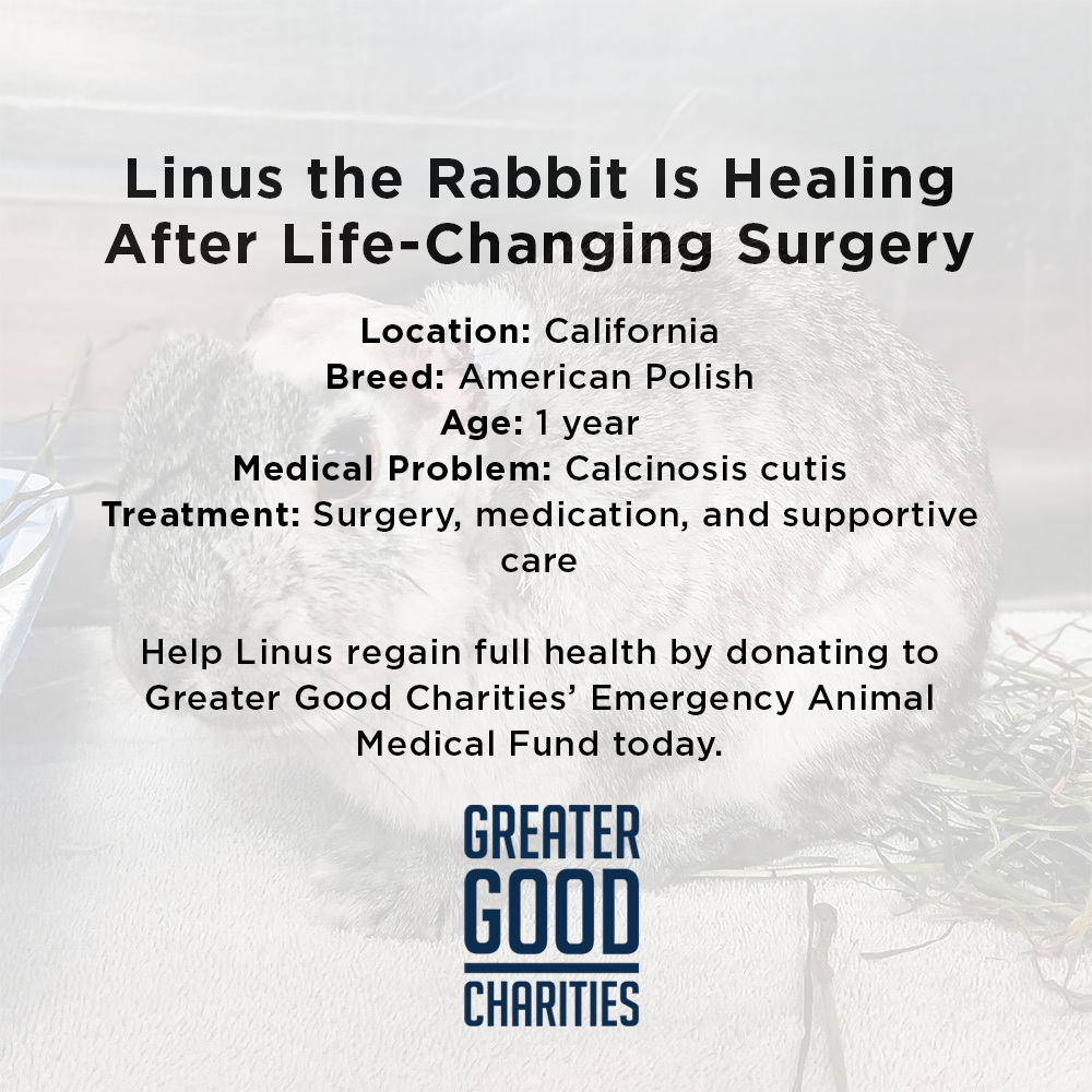 Funded: Help Linus the Rabbit Heal After Double Ear Amputation