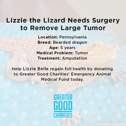 Lizzie the Lizard Needs Surgery to Remove Large Tumor
