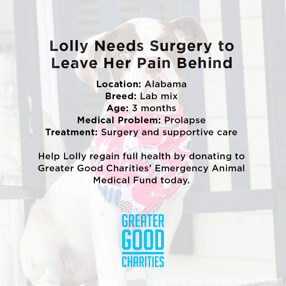 Funded: Stray Puppy in Critical Condition Needs Emergency Surgery to Heal