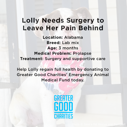 Funded: Stray Puppy in Critical Condition Needs Emergency Surgery to Heal