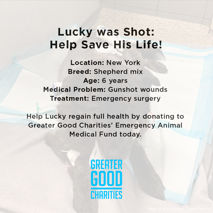 Lucky was Shot: Help Save His Life