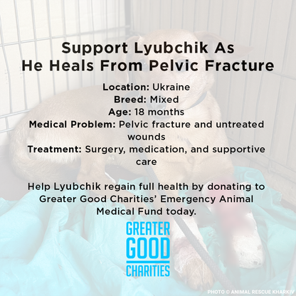 Support Lyubchik as He Heals from Pelvic Fracture