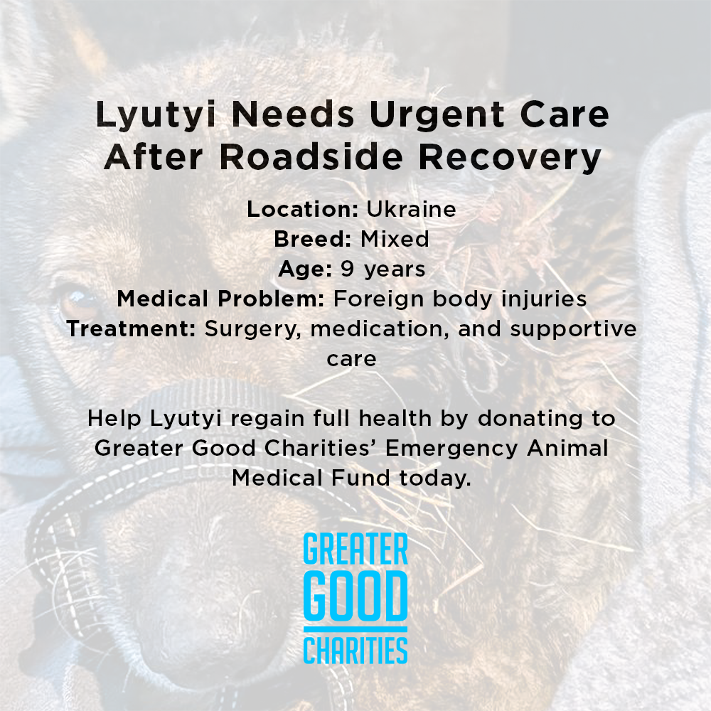 Funded: Severely Wounded Ukraine Dog Going Into Shock Needs Your Help to Survive