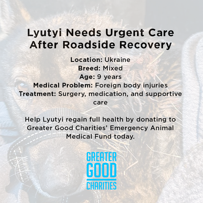 Funded: Severely Wounded Ukraine Dog Going Into Shock Needs Your Help to Survive