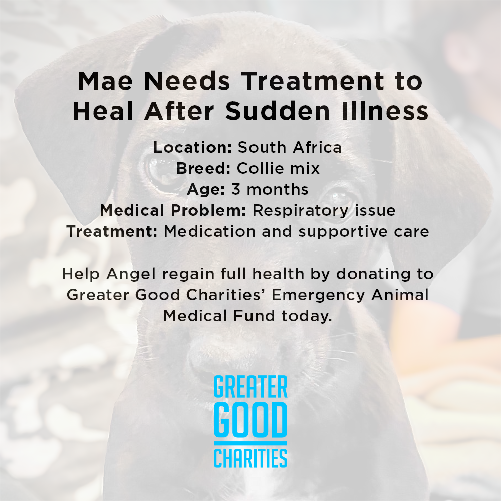 Dangerously Ill Puppy Mae Needs Emergency Care to Survive