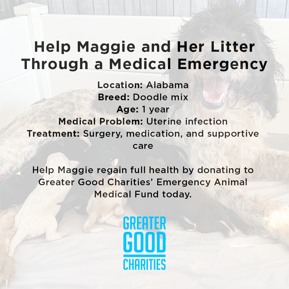 Help Maggie and Her Litter Through a Medical Emergency