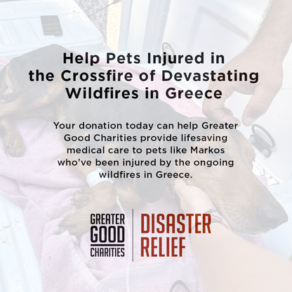 Pets Burned & Injured in Devastating Wildfires in Greece Need Your Help