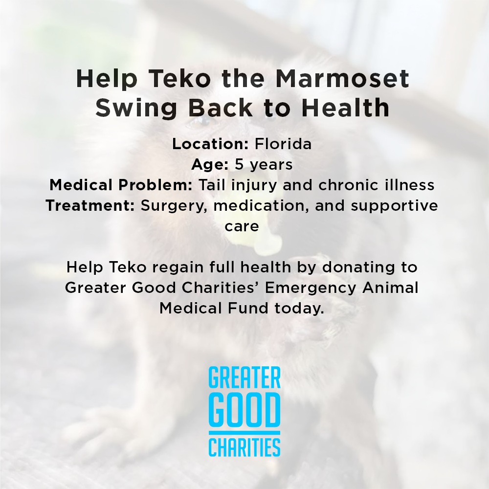 Funded: Help Teko the Marmoset Swing Back to Health