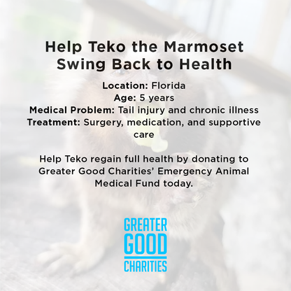 Funded: Help Teko the Marmoset Swing Back to Health