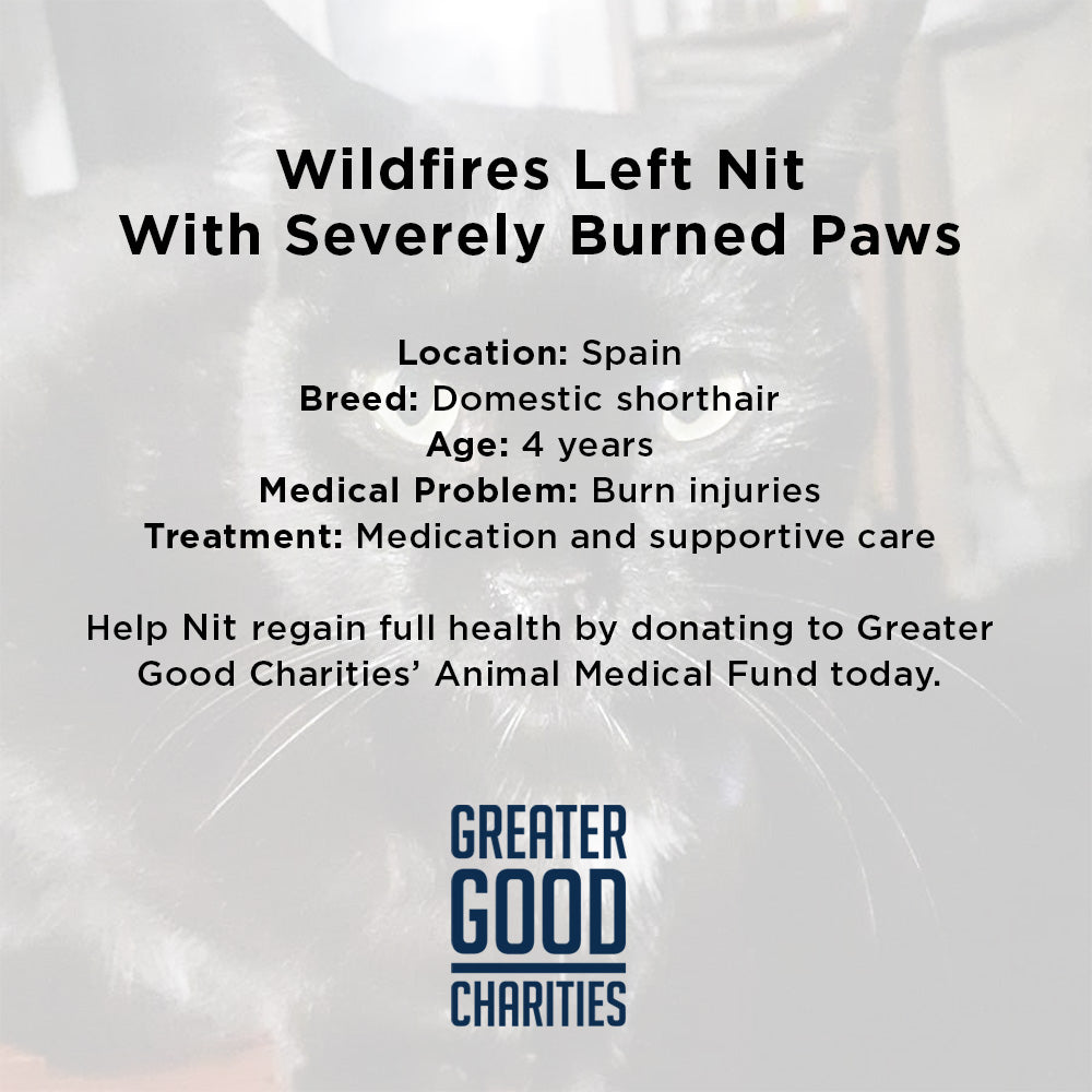 Wildfires Left Nit with Severely Burned Paws