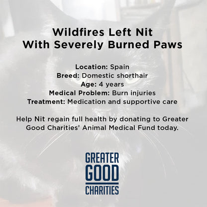Wildfires Left Nit with Severely Burned Paws