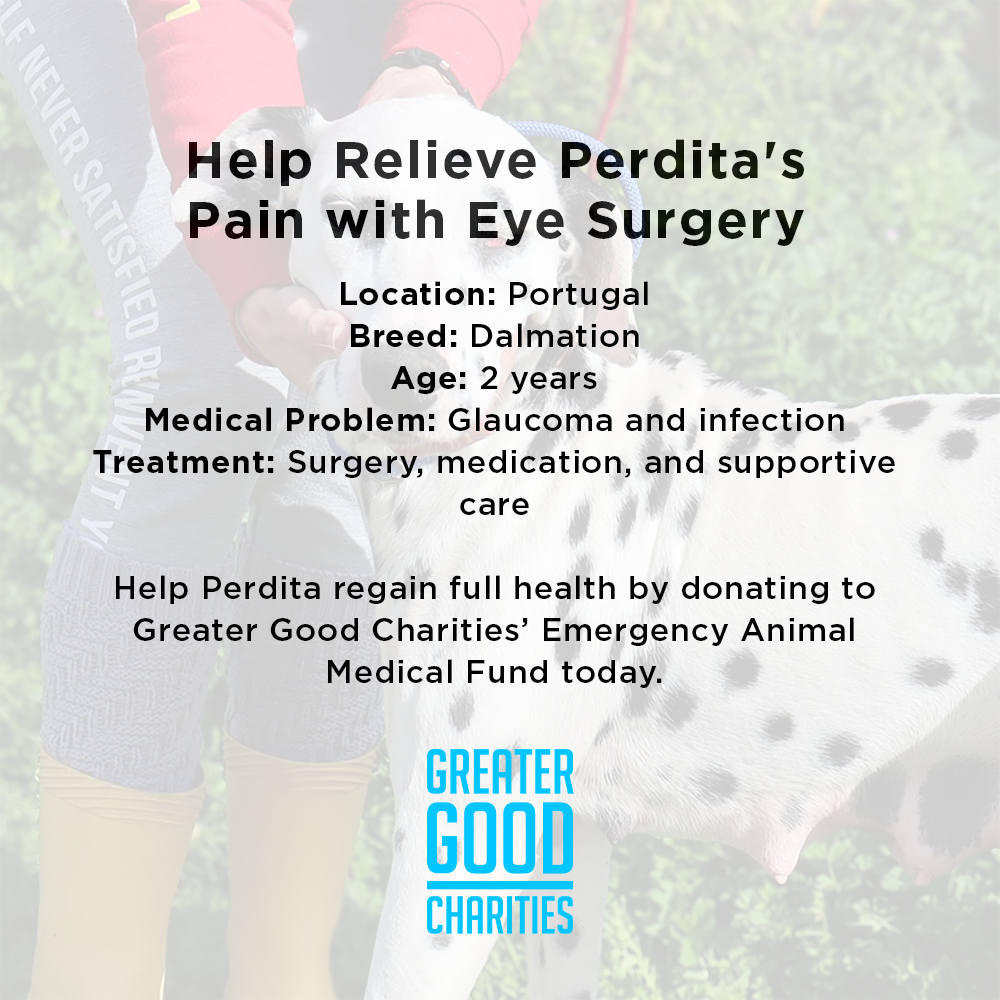 Funded: Blind Dalmatian Surrendered with Bullet Fragments in Her Head Needs Your Support to Heal