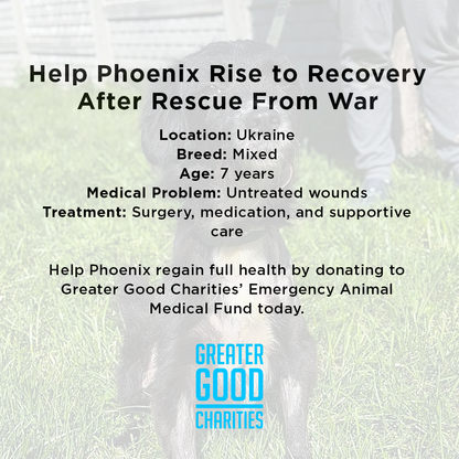 Funded: Help Ukraine Dog Found in Rubble of Destroyed Building Get Emergency Surgery