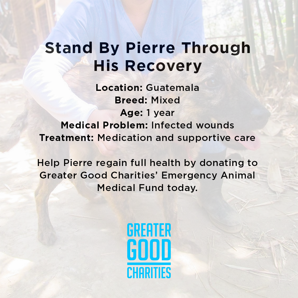 Funded: Street Dog Covered in Infected Wounds Needs Your Help to Heal