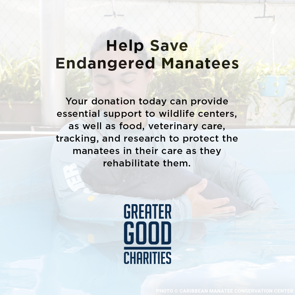 Help Feed and Care for Orphaned and Injured Manatees
