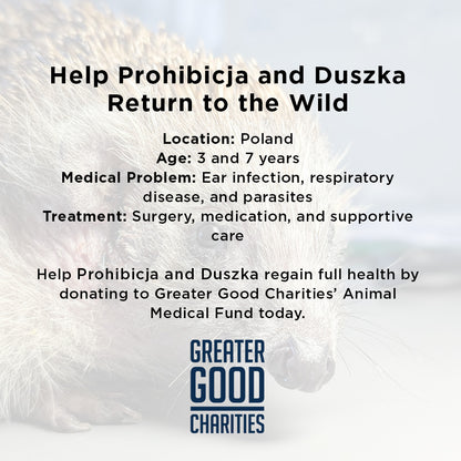 Sick, Vulnerable, and Fighting to Heal - Two Hedgehogs Need a Lifeline
