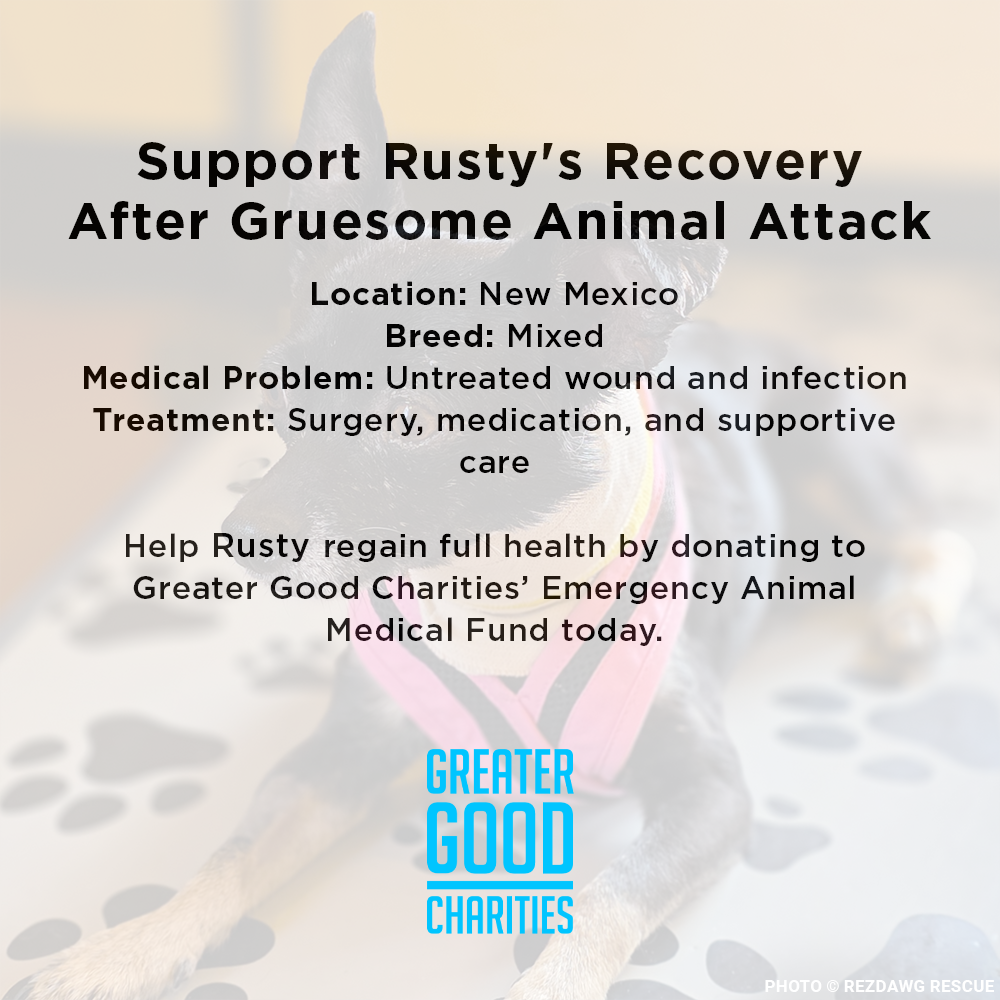 Support Rusty's Recovery After Gruesome Animal Attack