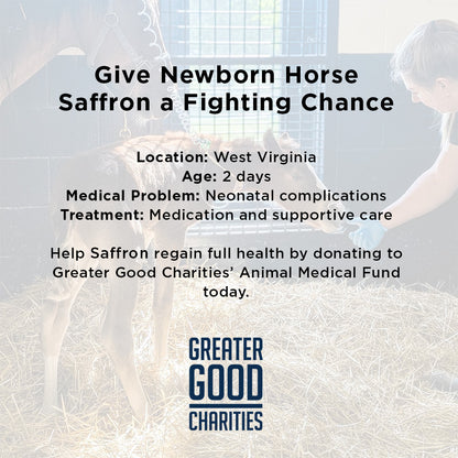 Newborn Horse is Fighting for Her Life- Help Save Saffron