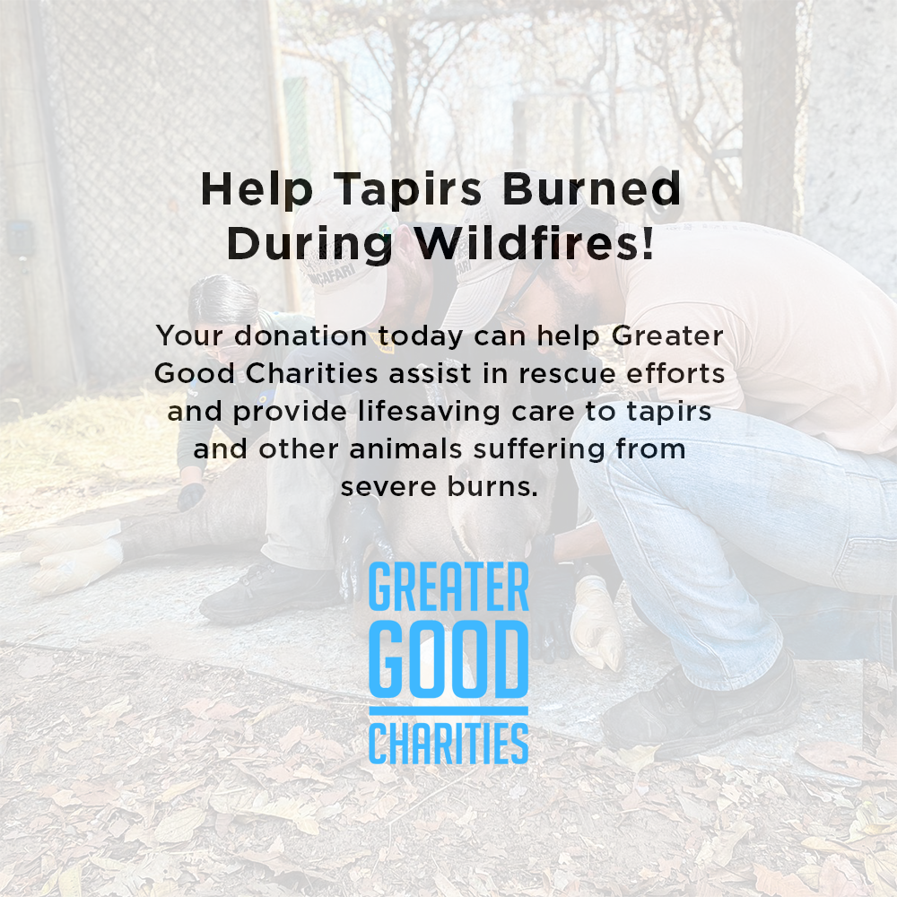 Help Tapirs Burned During Wildfires