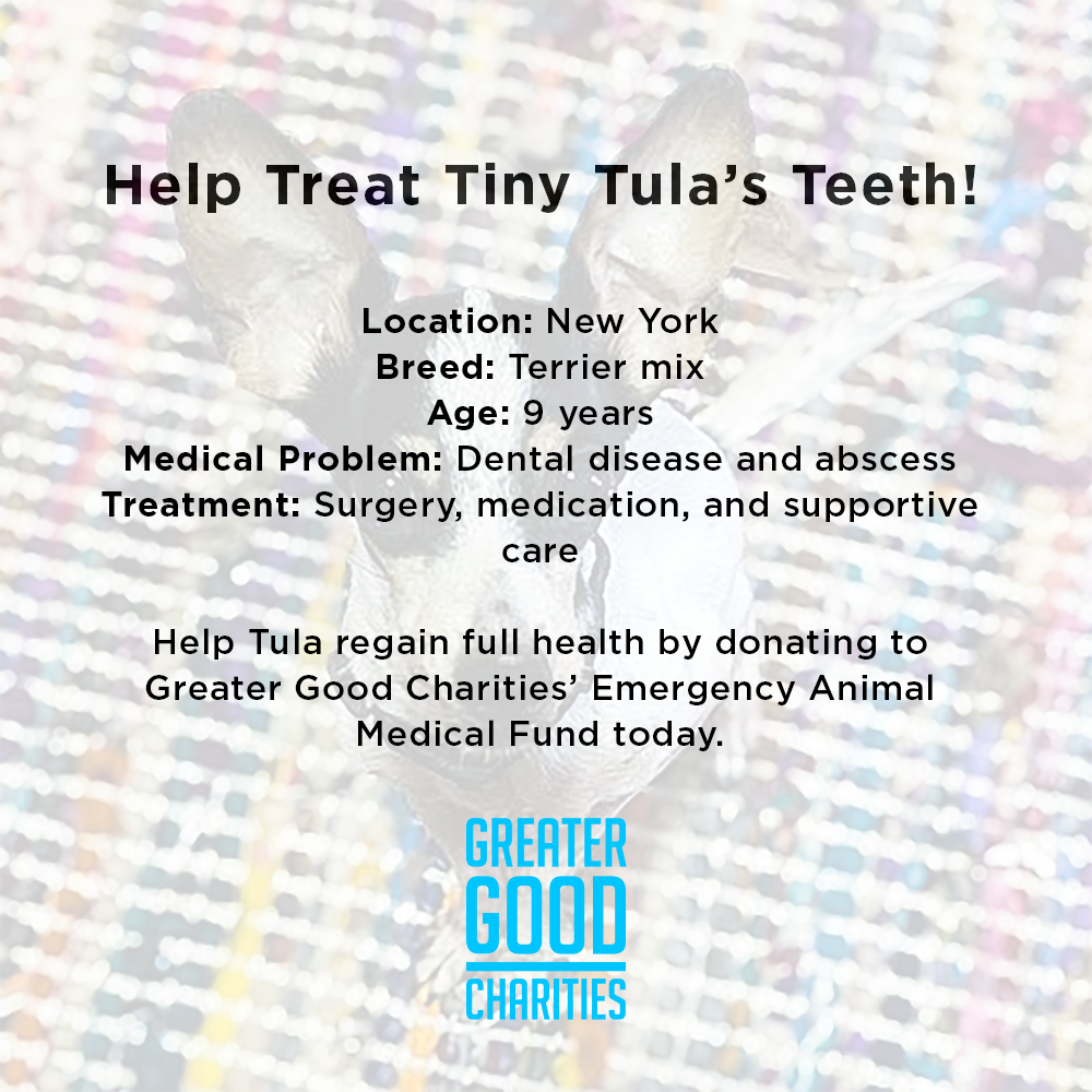 Help Treat Tiny Tula’s Teeth