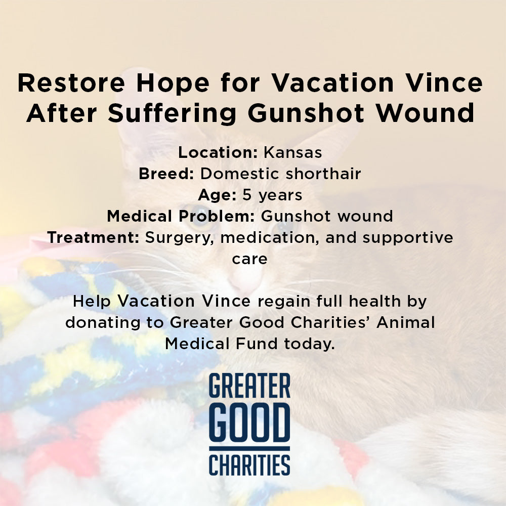 Someone Shot Vince and Stole His Ability to Walk — Help Us Give It Back