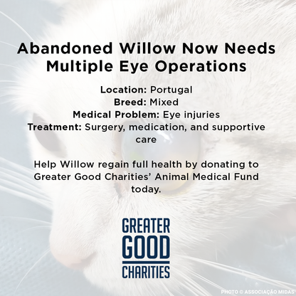 Funded: Abandoned Willow Now Needs Multiple Eye Operations