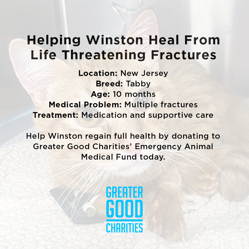 Funded: Winston is Suffering with Multiple Fractures and Needs Your Support