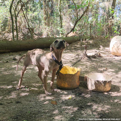 Help Dogs Removed from Chains Get Medical Care for Untreated Injuries & Illnesses