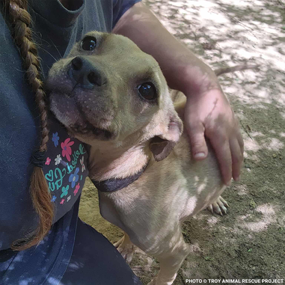 Help Dogs Removed from Chains Get Medical Care for Untreated Injuries & Illnesses