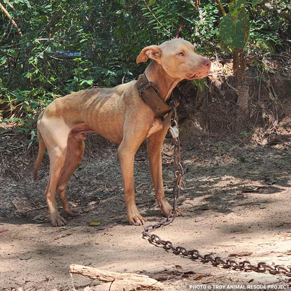 Help Dogs Removed from Chains Get Medical Care for Untreated Injuries & Illnesses