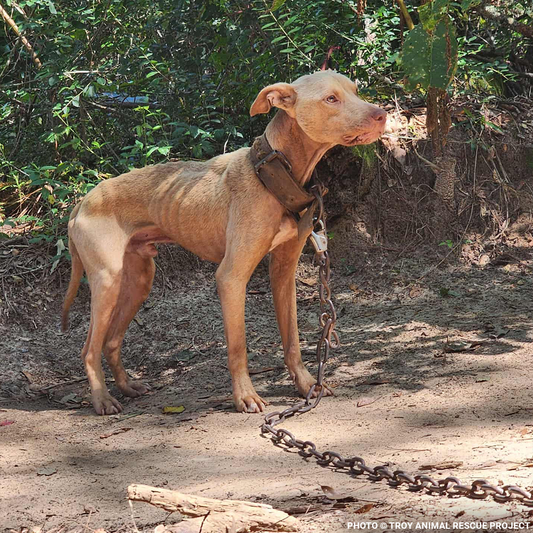 Help Dogs Removed from Chains Get Medical Care for Untreated Injuries & Illnesses