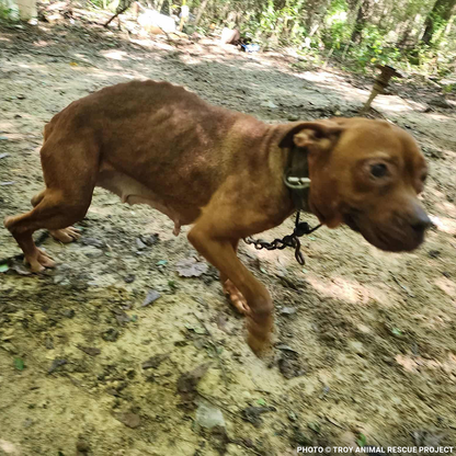 Help Dogs Removed from Chains Get Medical Care for Untreated Injuries & Illnesses