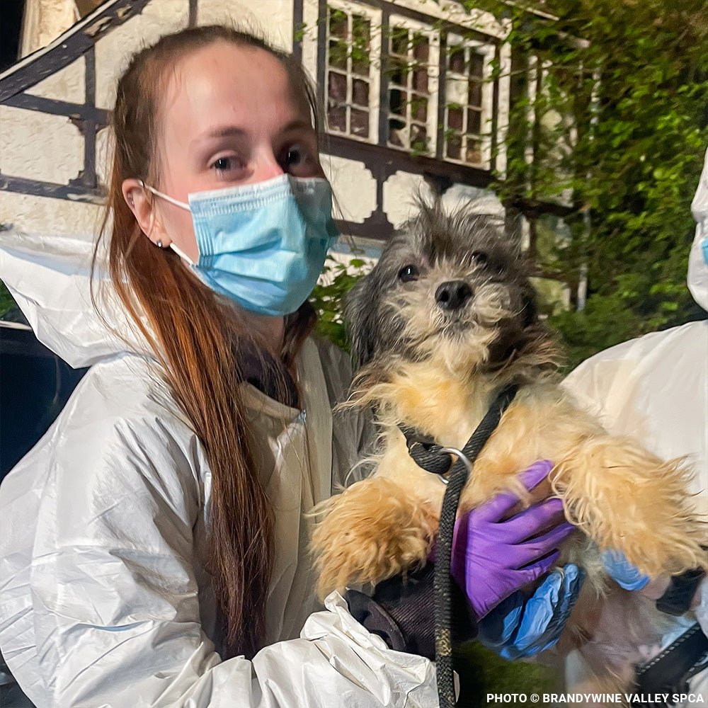 153 Animals Rescued From Hoarding Horrors Are Now Fighting for Their Lives