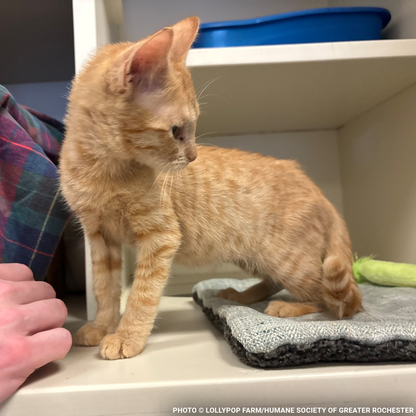 Help Over 50 Sick Cats Rescued from Deplorable Conditions Recover