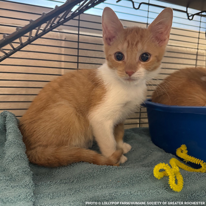 Help Over 50 Sick Cats Rescued from Deplorable Conditions Recover