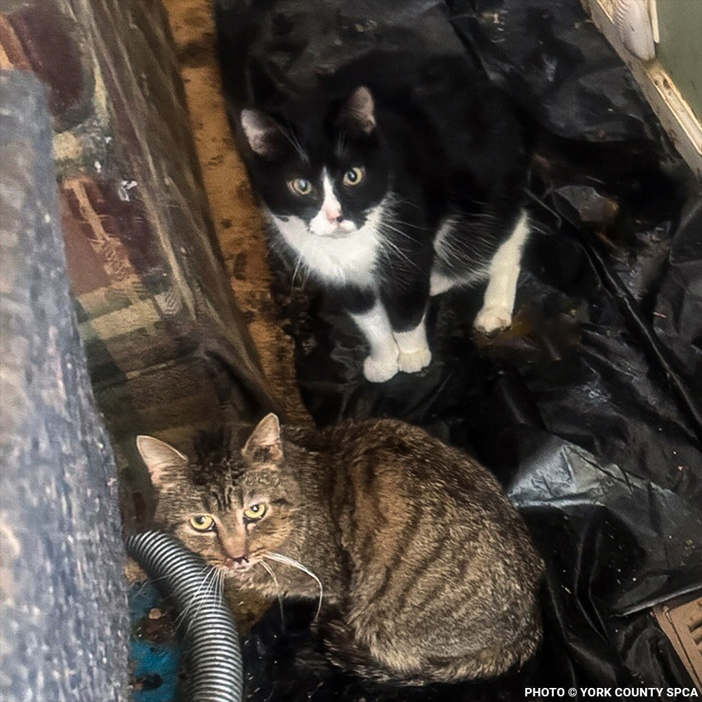 153 Animals Rescued From Hoarding Horrors Are Now Fighting for Their Lives